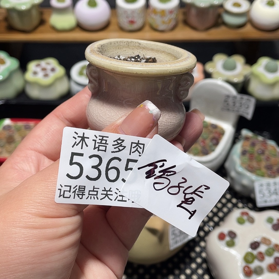 然***一带盆土植物 一物一拍5365