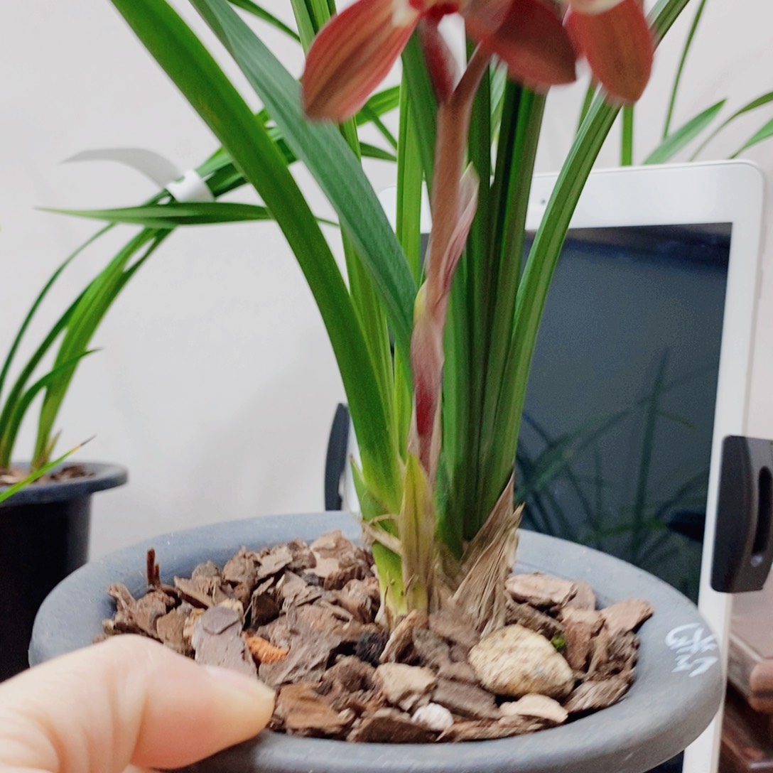 趁***…大部分花苞少量开放