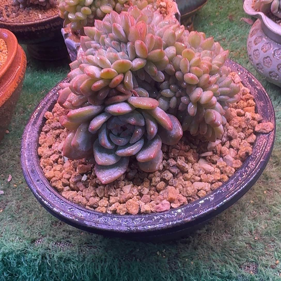 星影缀化无砍多肉