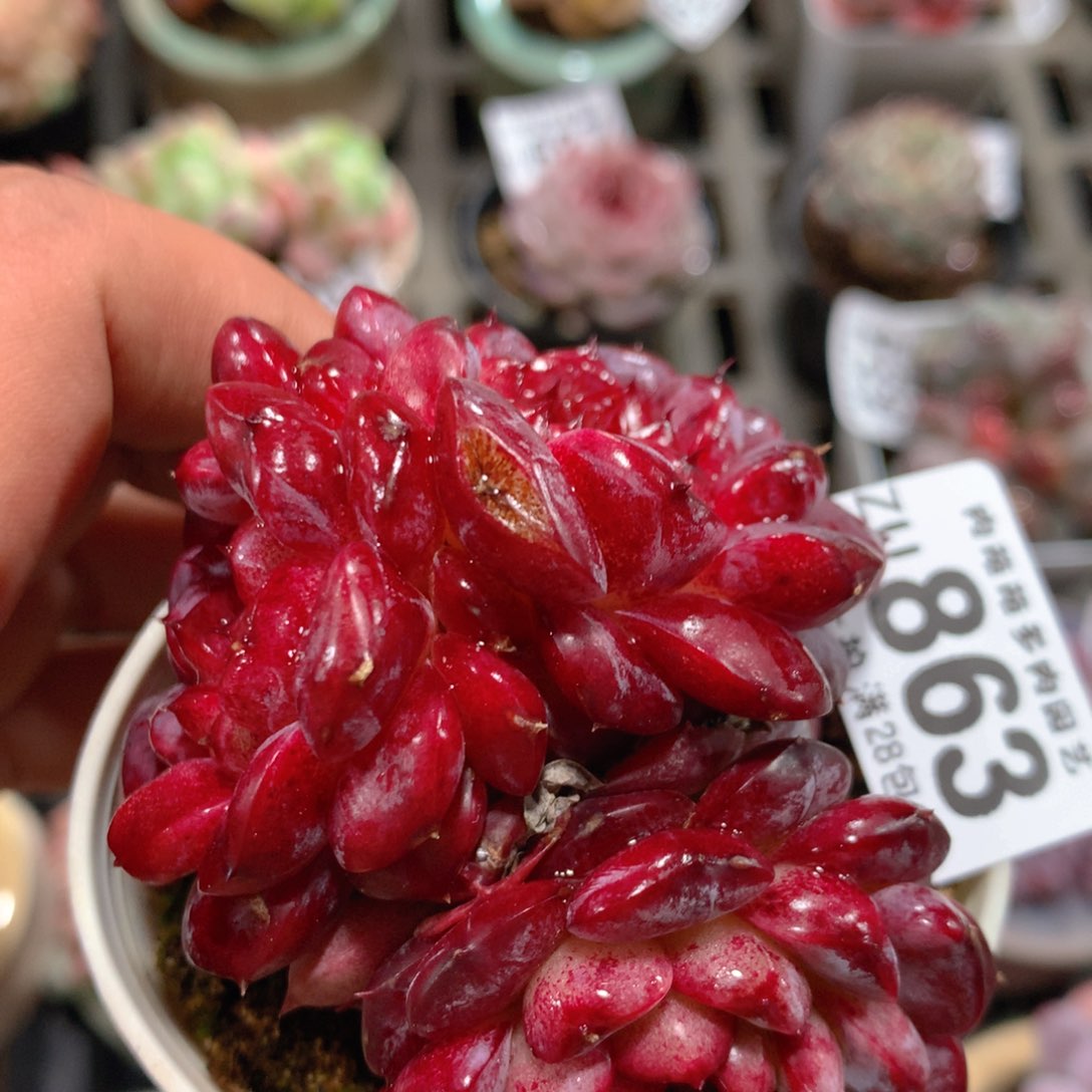 5CM拇指盆精控多肉ZU863