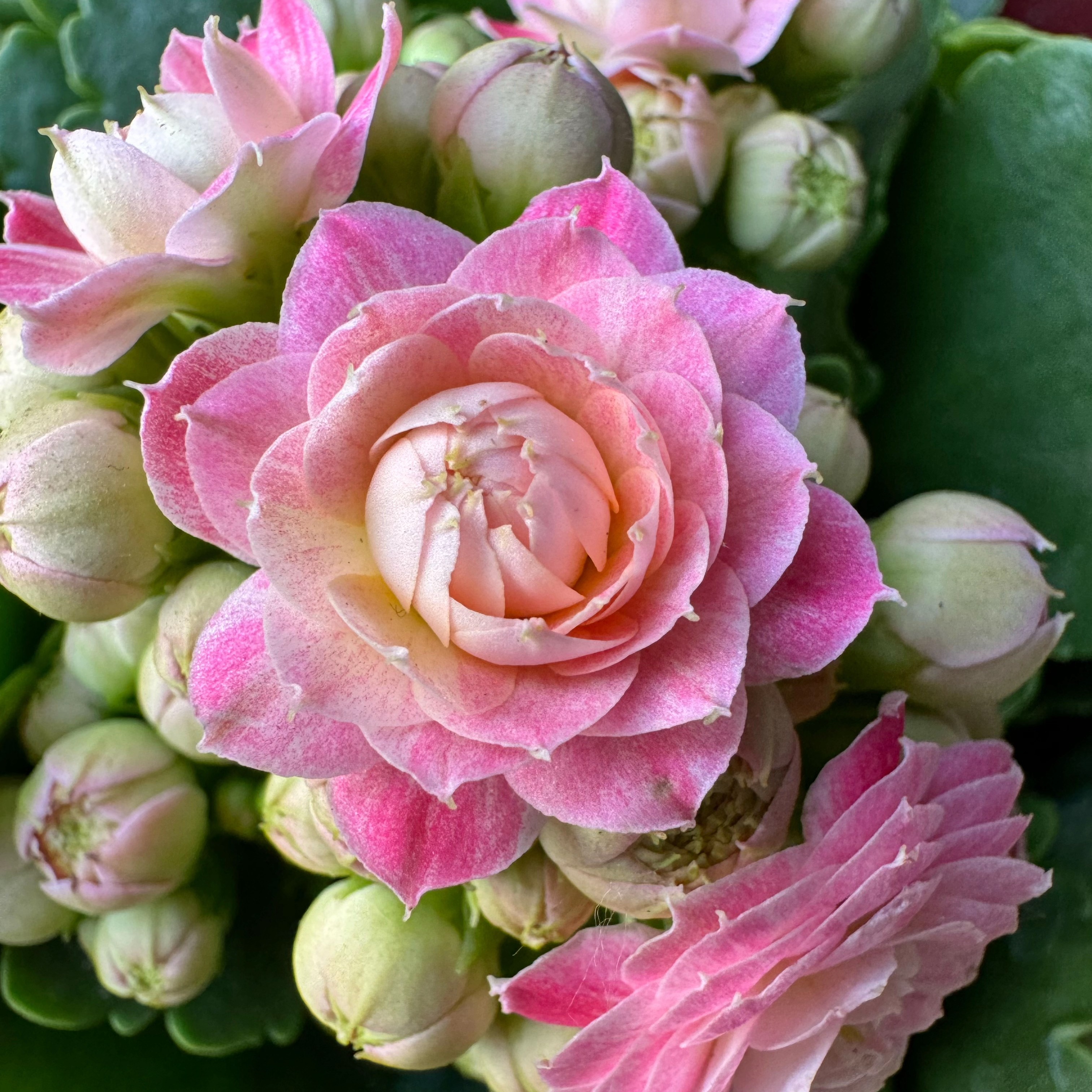 130盆【浪漫樱花】年宵花粉色变色重瓣大花 精品阳台盆栽懒人花