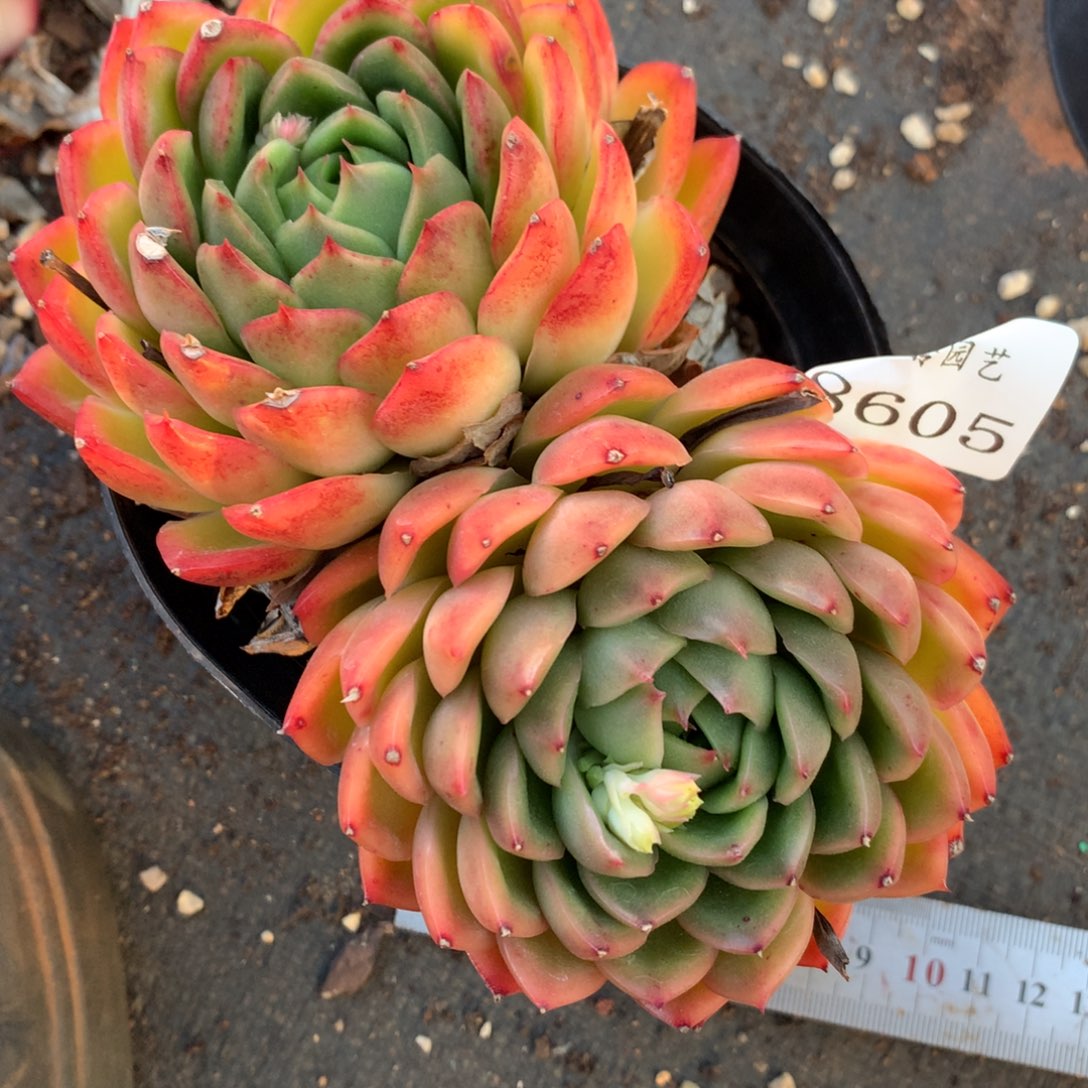 8605杂交多肉老桩