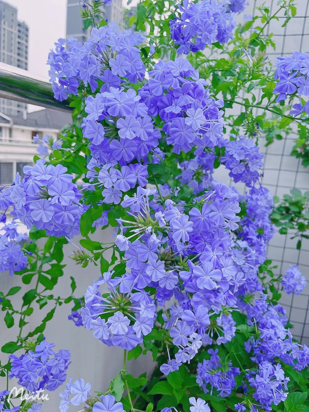 【蓝雪花多颗棒棒糖】四季开花云南昆明基地直发阳台庭院地载盆栽