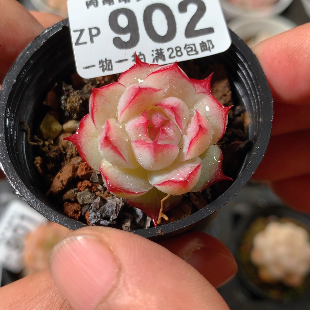 5CM拇指盆精控多肉ZP902