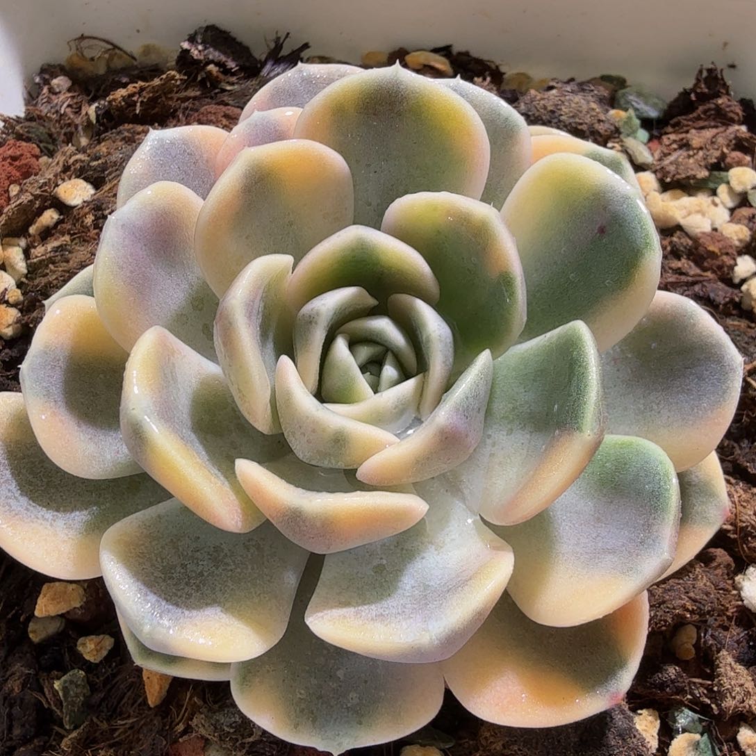 汉堡锦，多肉植物