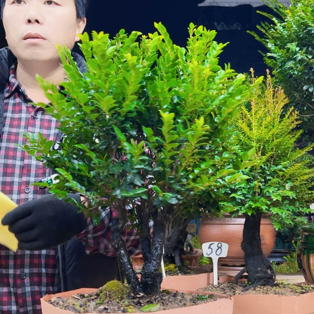 以实际为准龙*12345678