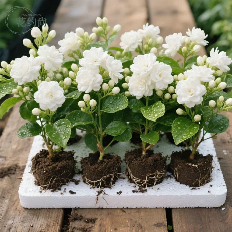 大苗带花苞重瓣茉莉花盆栽四季开花室内外好养活浓香驱蚊绿植