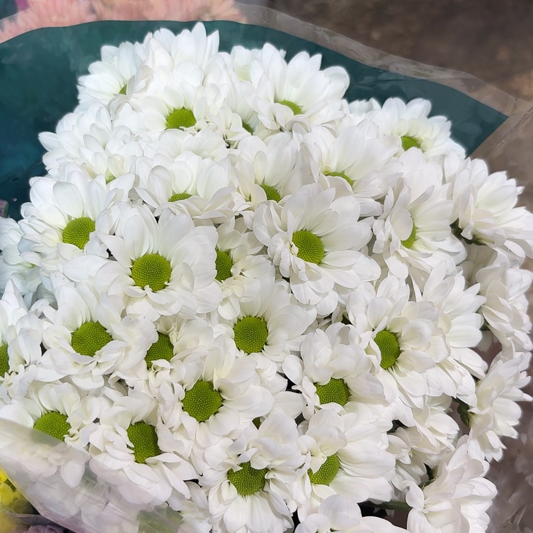 海南 花努力 罗曼蒂克小菊