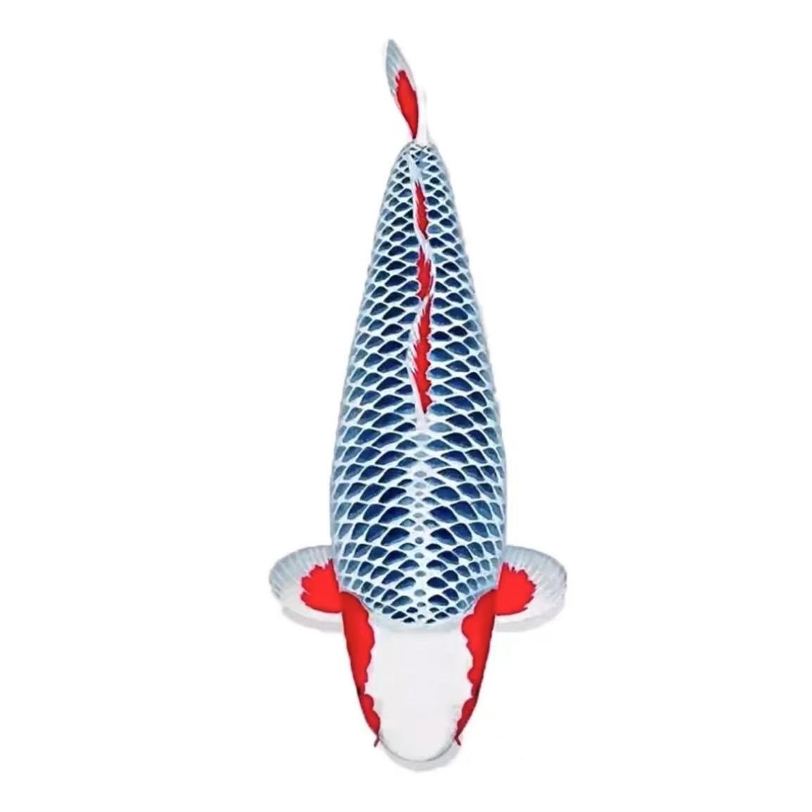 进口血统锦鲤观赏鱼包活包损不包邮