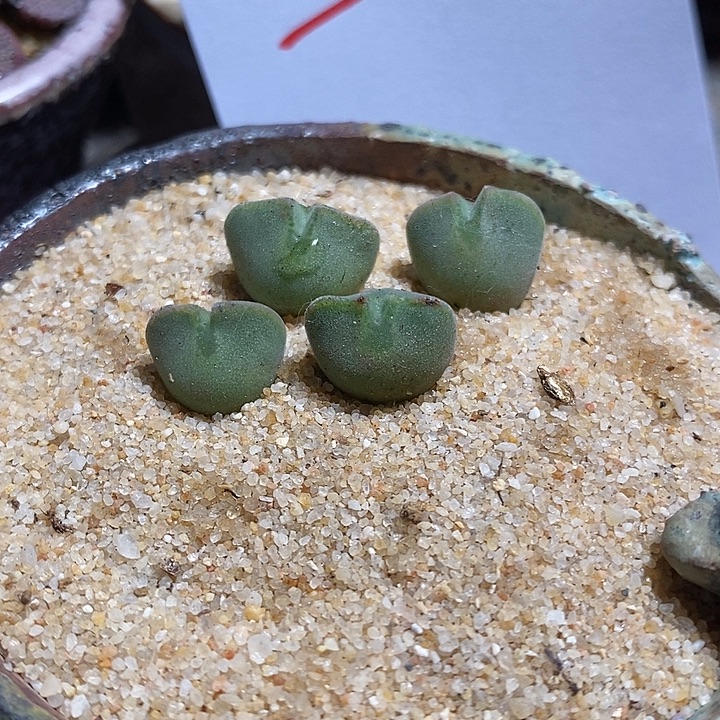 13328。   大眼空蝉一颗。  