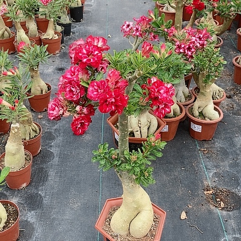 【闪购商品】无花朵禾****杨