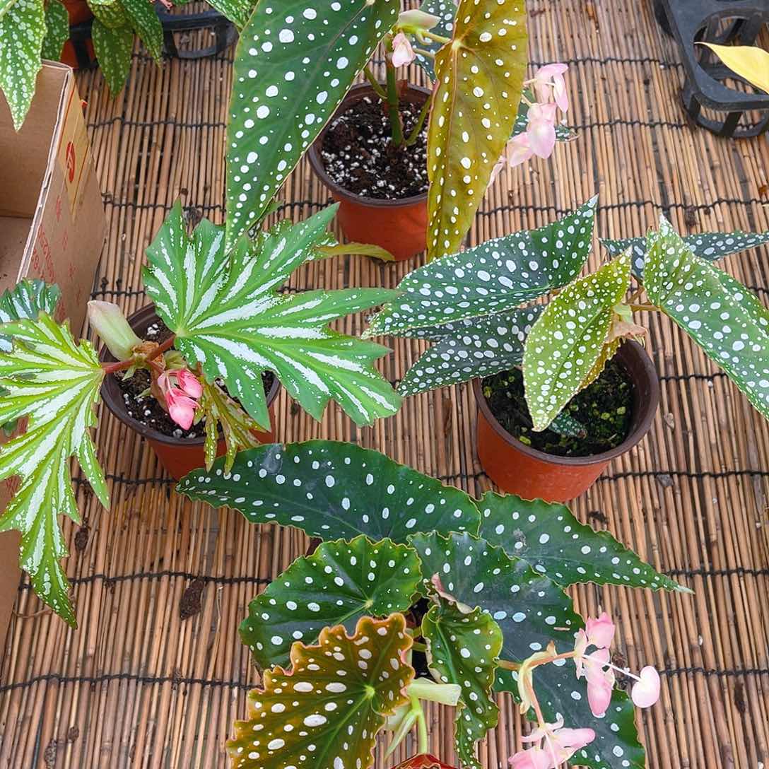 完全开放乌头杂，塞拉山王，白冰，粉旗鱼