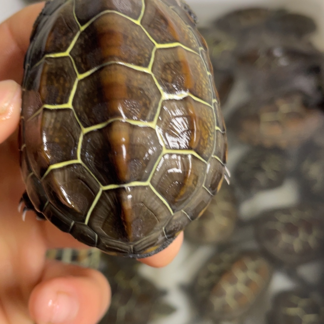 苏北金线冷水草龟
