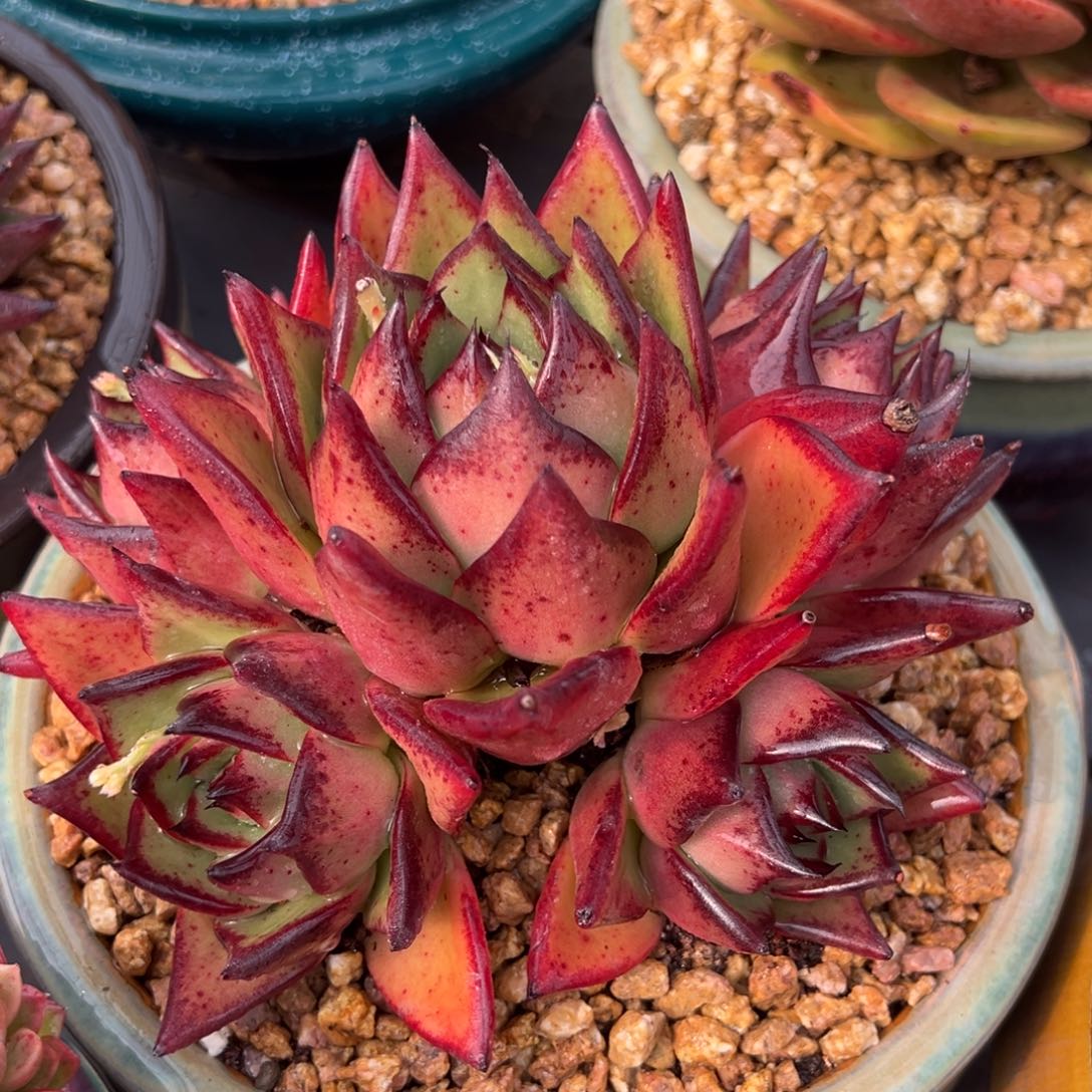 从前慢多肉精选编号0214.119