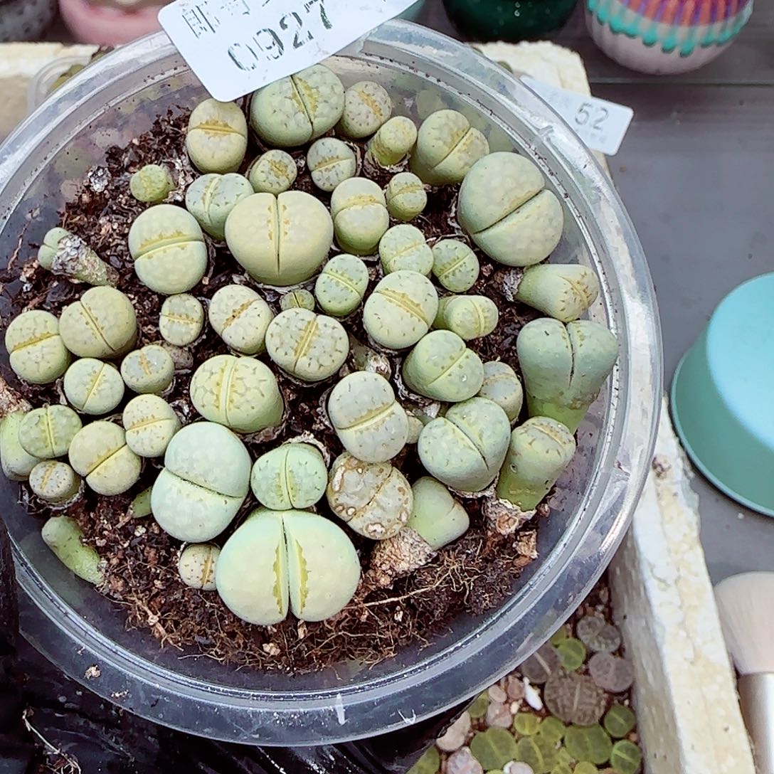 生石花满18包邮0927-62