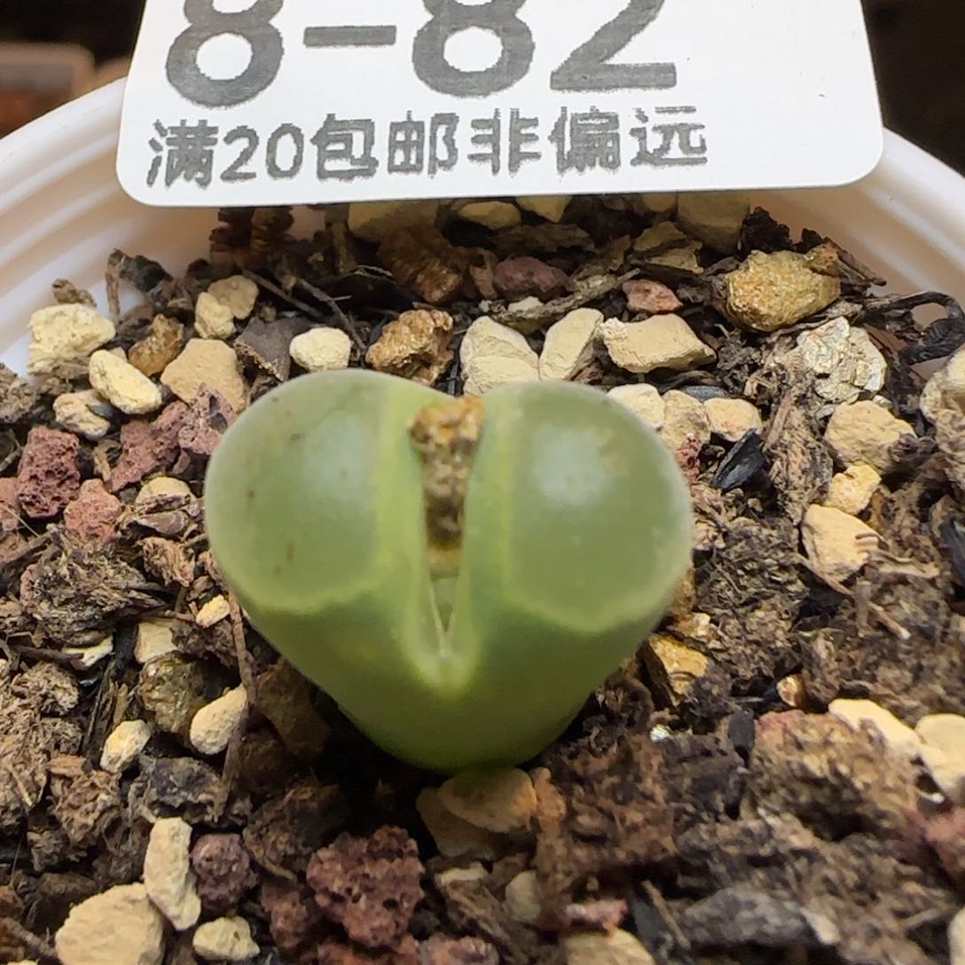 极窗带盆土发货。      