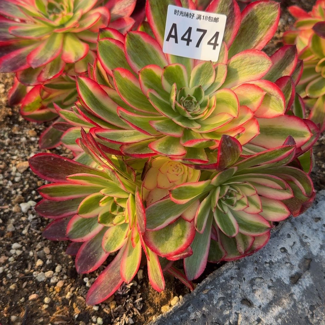 474荔枝多肉植物