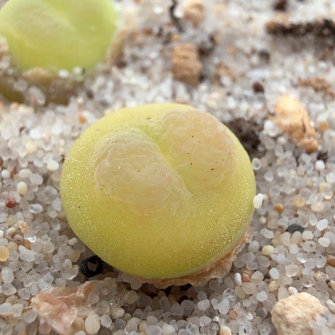 3.14.33/新头1.0厘米紫皮拉登/多肉植物