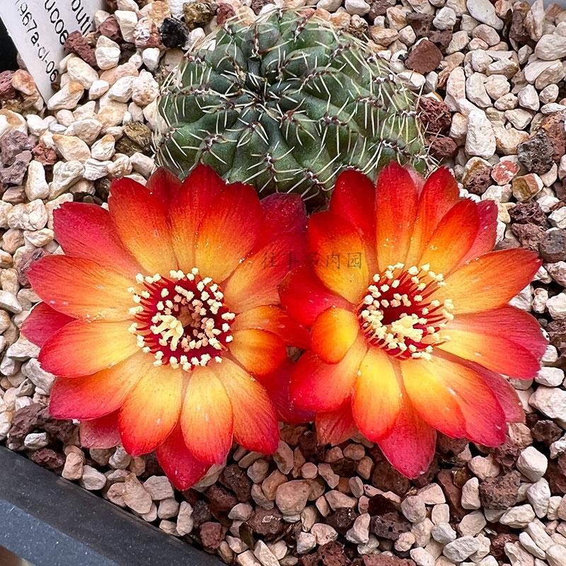 往事多肉园2025新品火焰复色沟宝山属仙人球RH1967a-cl-06 包对版