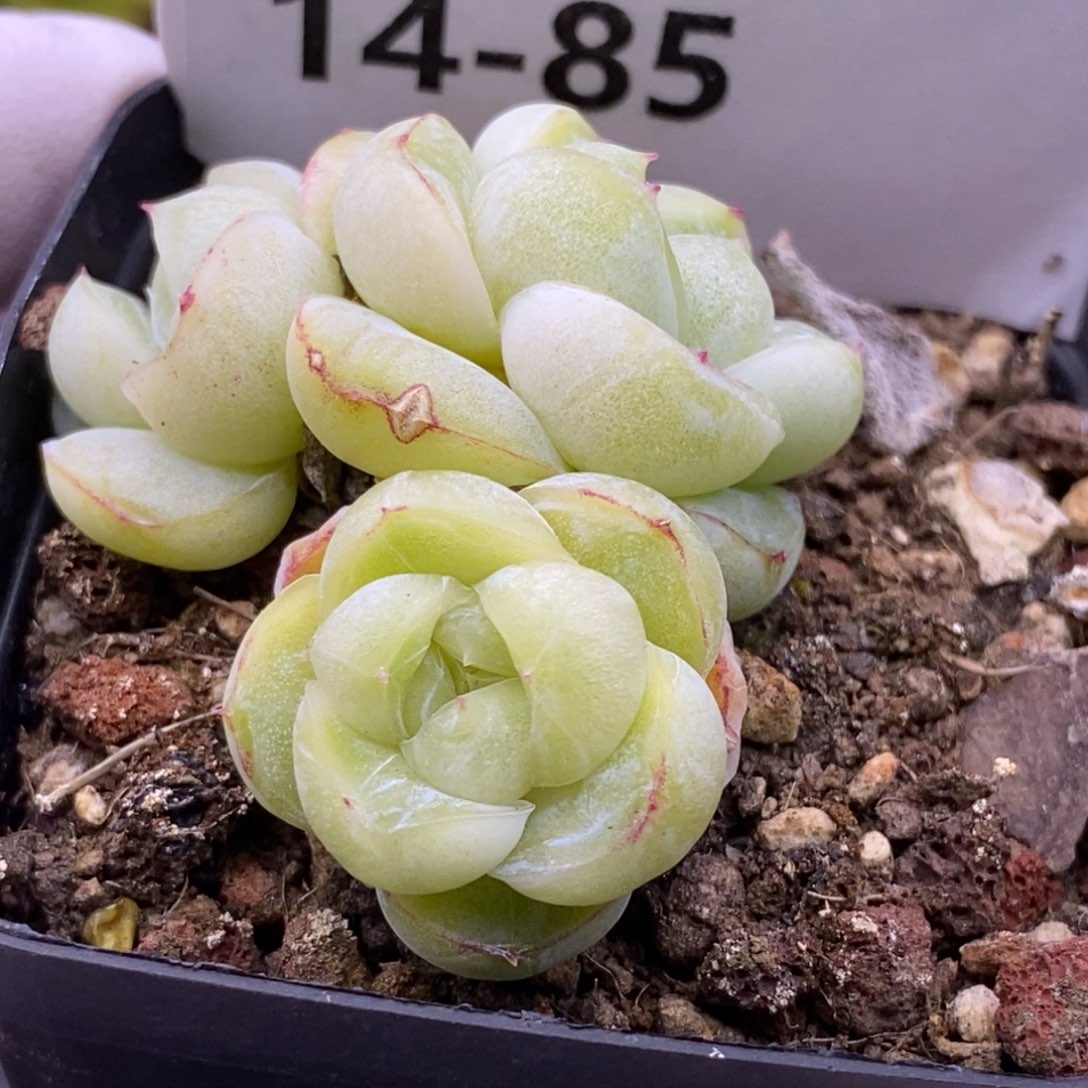 【闪购商品】14-85胖虎