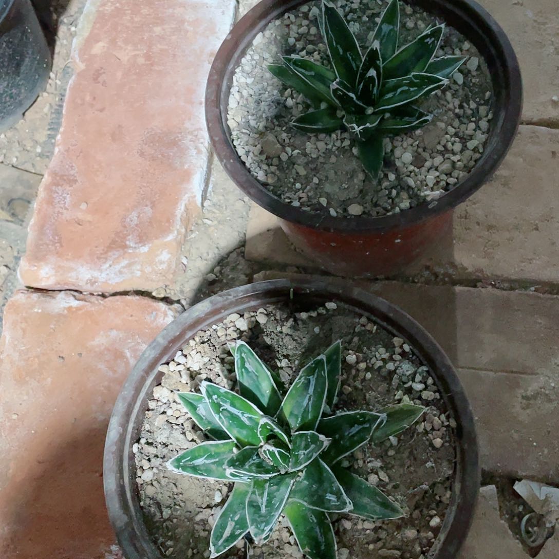 辉山10公分左右龙舌兰包邮