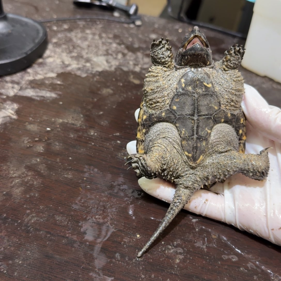 过***人公母搭配小鳄龟编号53，福利价