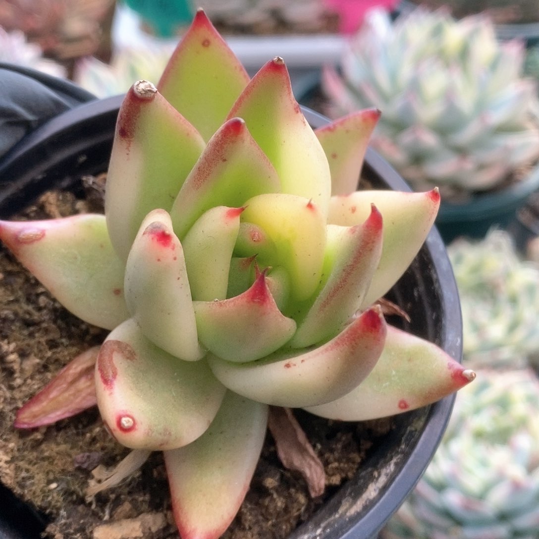 059虎鲸锦锦锦锦锦锦