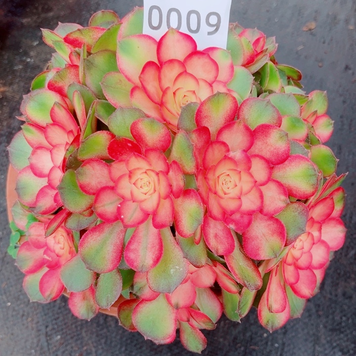 粉荔枝特价多肉发货