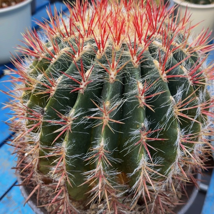 墨西哥奇特带须红琥大福利