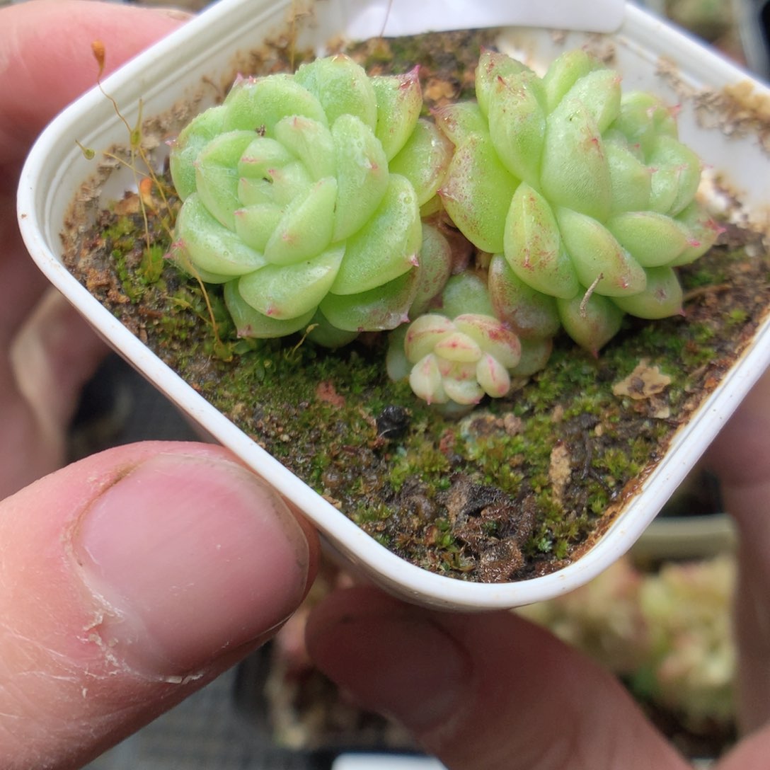 R36y y y y y y y y y y y y