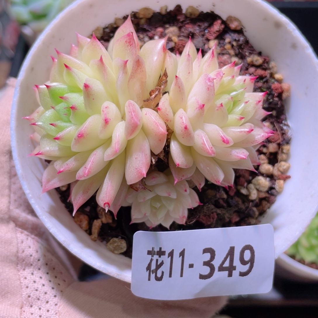 花利美11-349麦秆