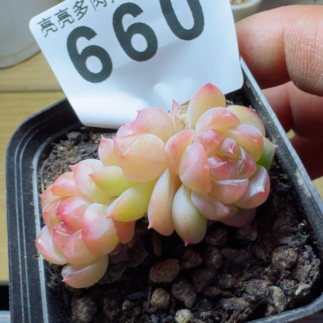 三头甜心系列         多肉植物