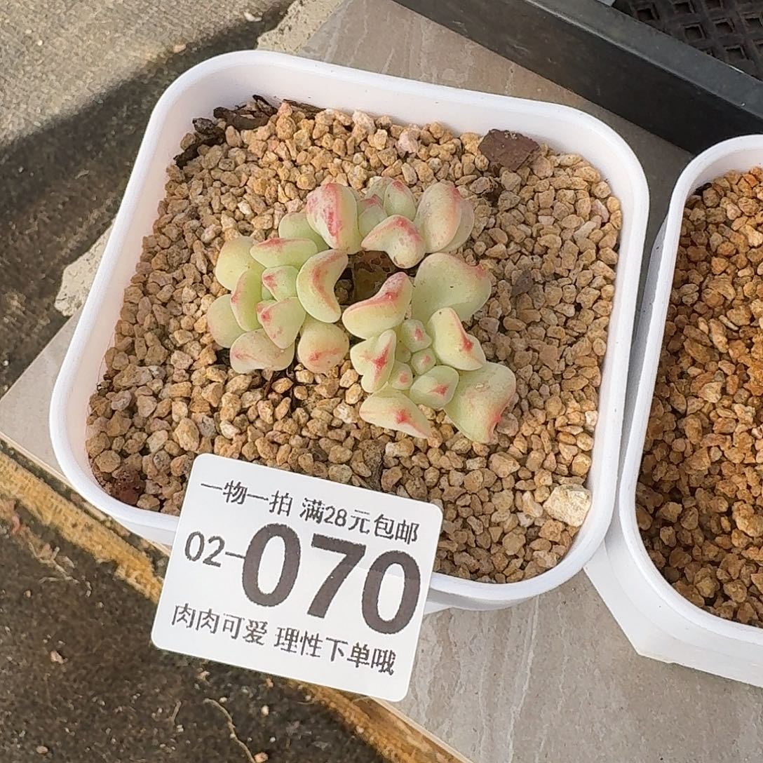 九***思香奶无盆土发货无