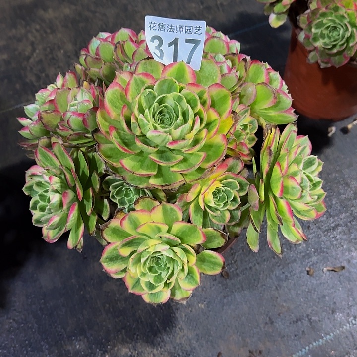 红陶海王317000000