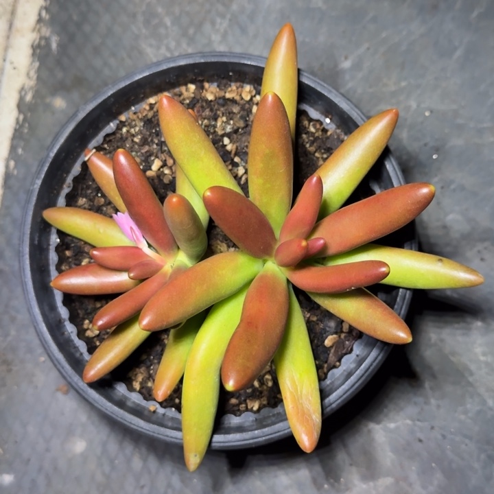 椰子树 双头  一物一拍