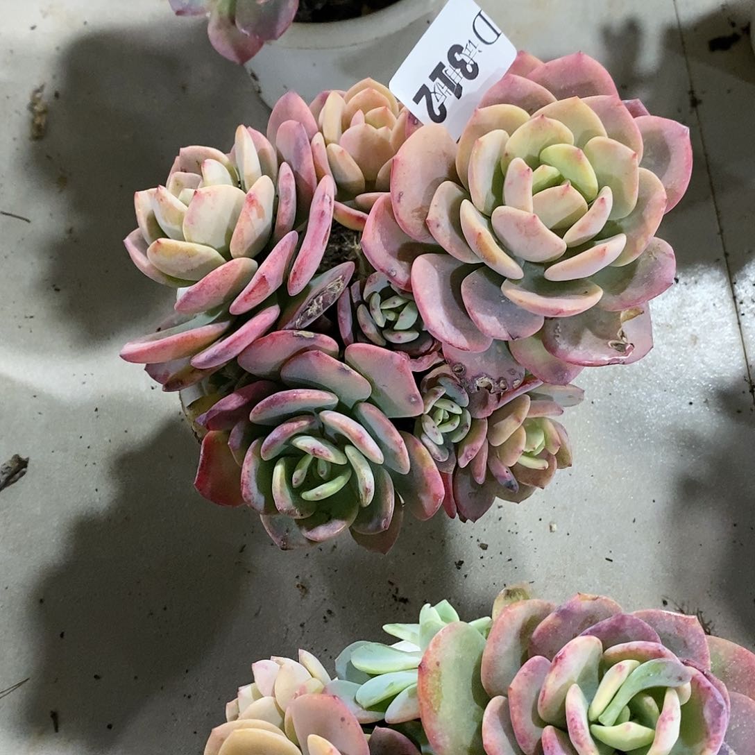 秋**风312白月光多肉植物