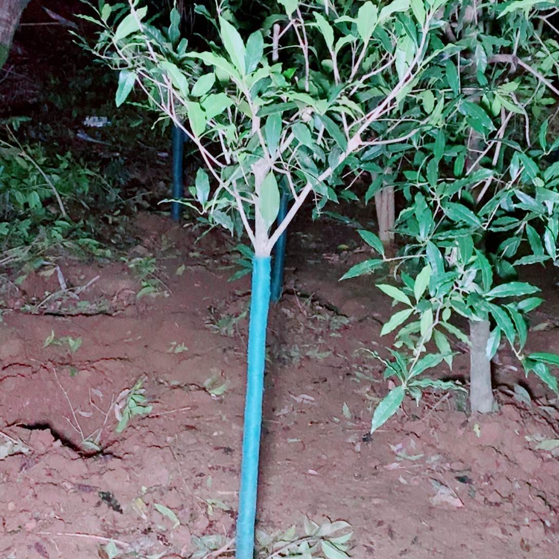 @***华完全开放3/4左右小叶金桂