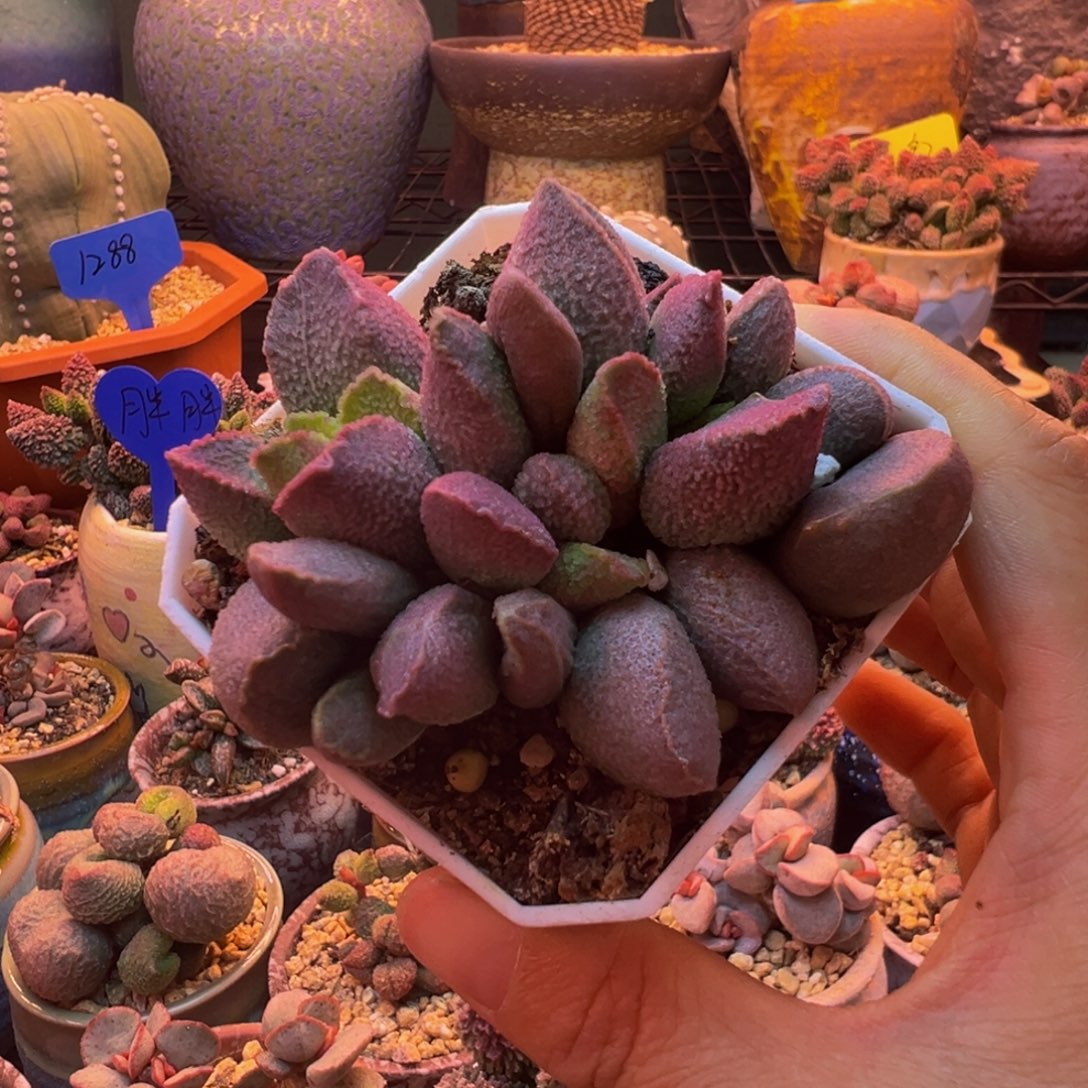 一组自拍，带盆发货