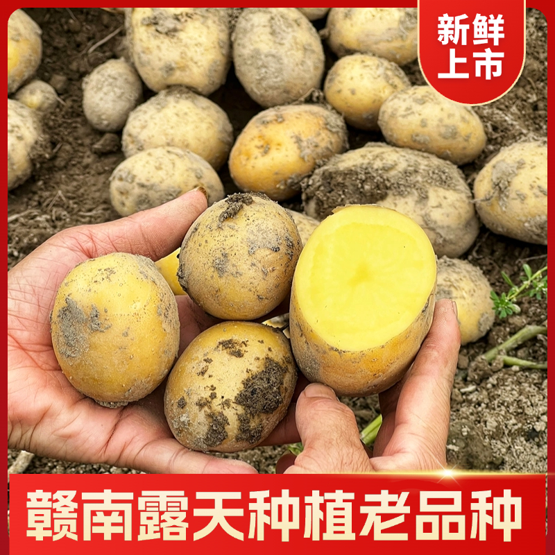 新鲜现挖赣南本地黄心小土豆软糯粉香当季蔬菜