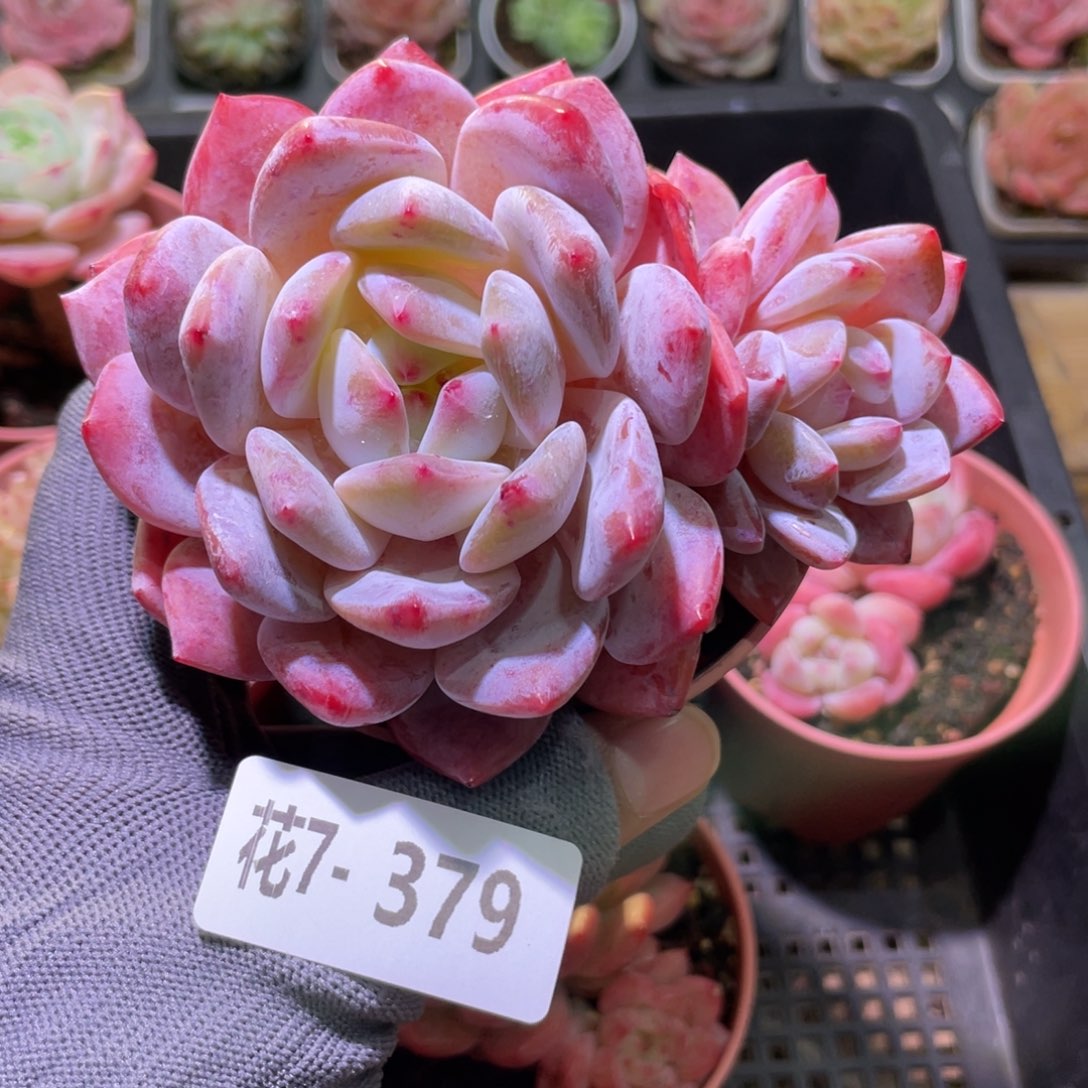 花利美7-379橙梦露