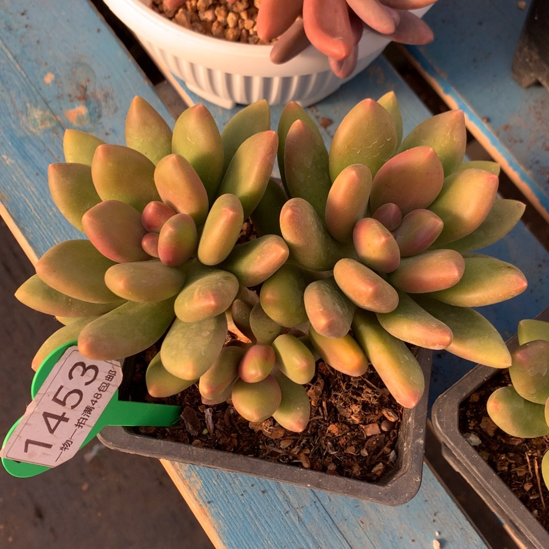 芒果奶酪一物一拍