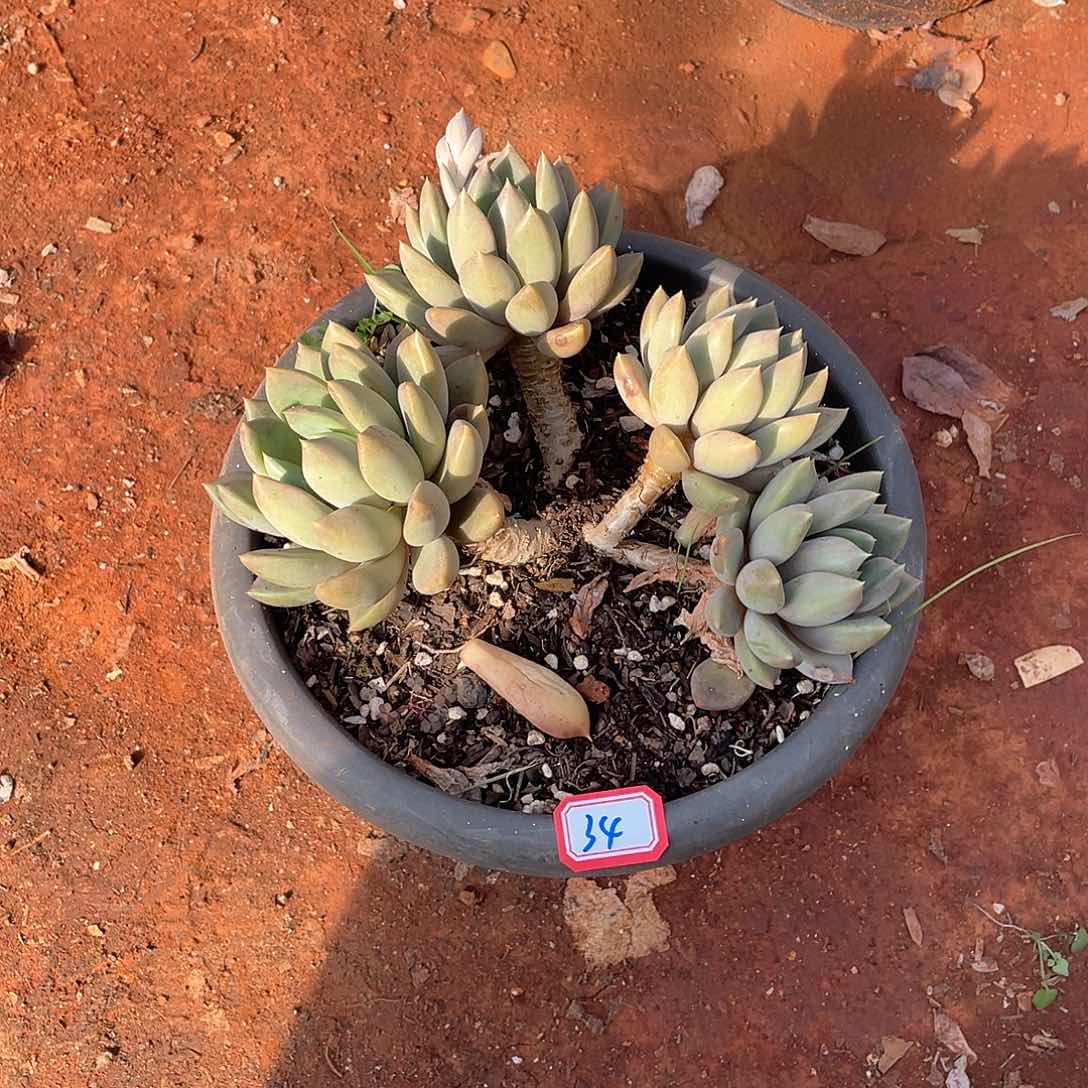 34象牙 一物一拍多肉