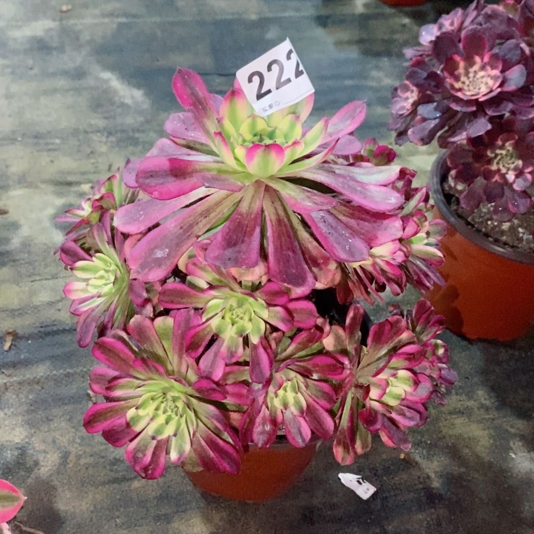 维纳斯222多肉1111