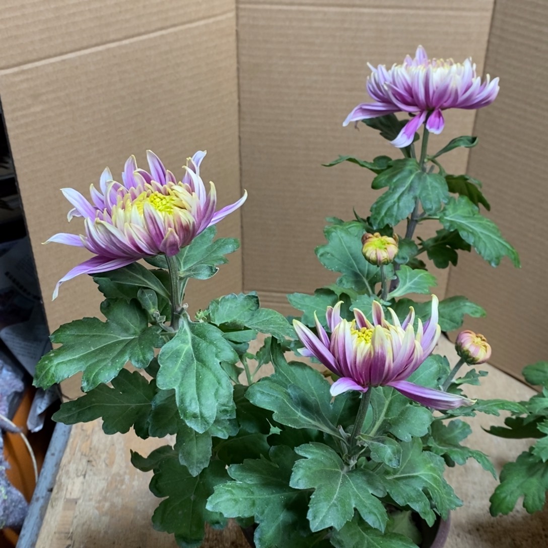 完全开放0000000128