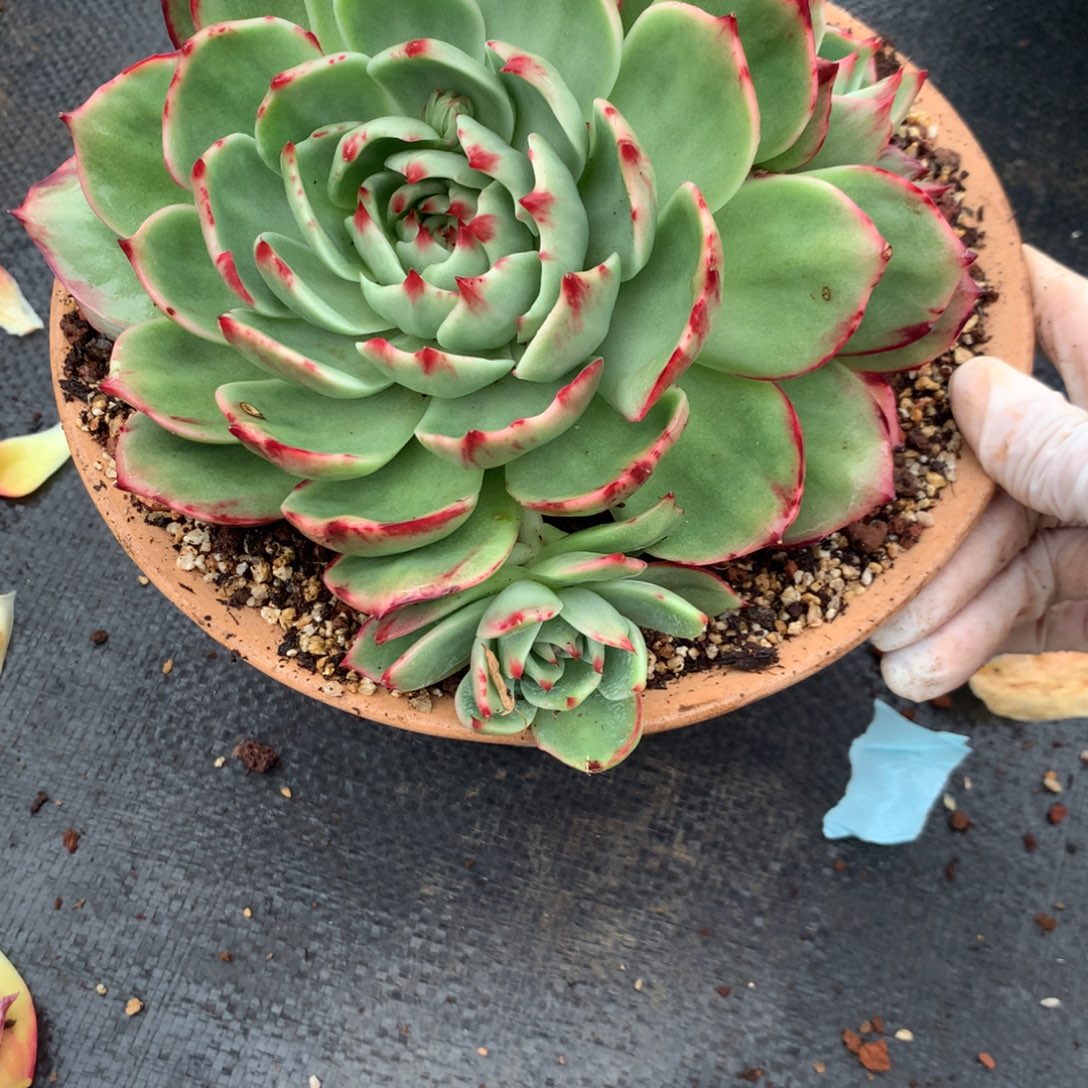 *****2785。号多肉植物惊鸿5头