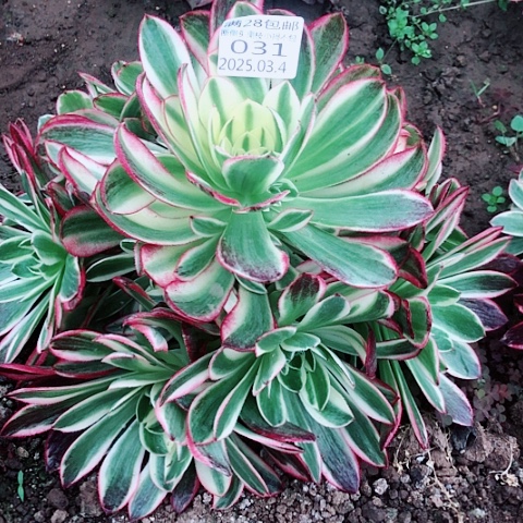 美*3.4-31海王多肉植物