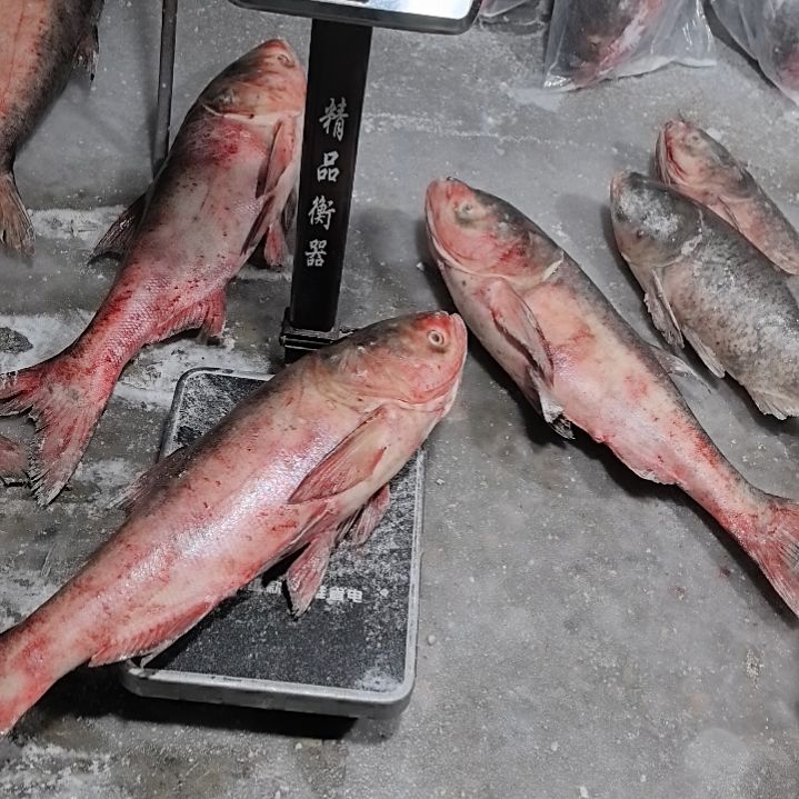 中国大陆冷水胖头鱼