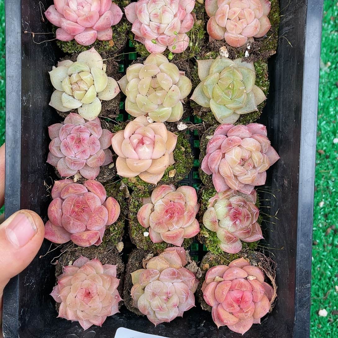 多肉一物一拍25-25