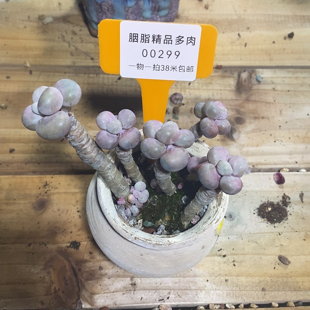 00299爱护中介萨恩与婆婆啃宇