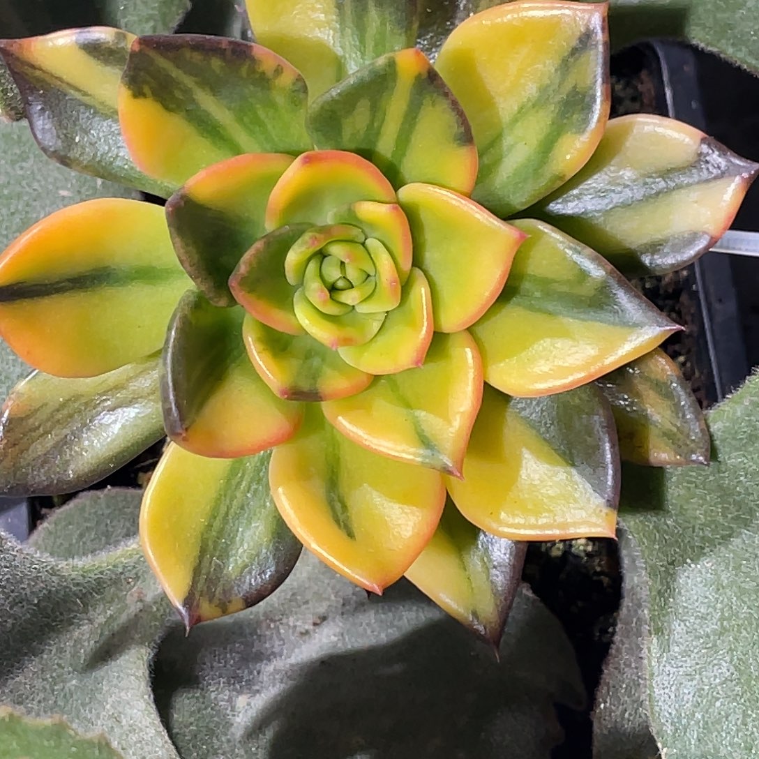 尚品园艺福利锦头盖8347